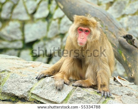 Sad monkey sitting on stones