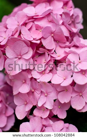 Beautiful Pink Hydrangea Blossoms