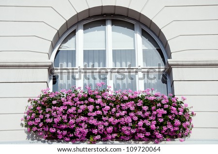 Geranium flowers in front of a big window