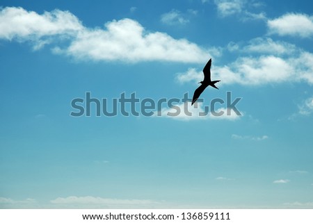 Silhouette of Frigate bird flying in the sky of Galapagos.