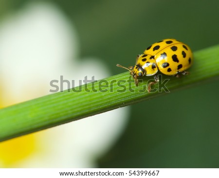 Yellow ladybird on blade of grass