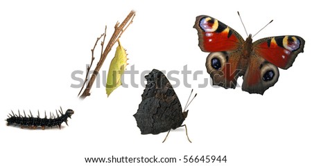 Peacock Butterfly Metamorphosis Stock Photo 56645944 : Shutterstock