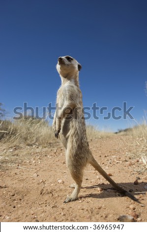 Meerkat on the watch out on hind legs