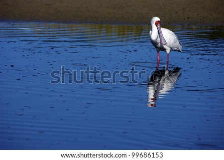 An African Spoonbill wading in water, Knysna