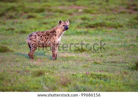 A Hyena looking into the distance, Addo Elephant National Park