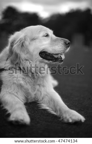 Black and White Photo Of A Golden Retriever Lying On Grass