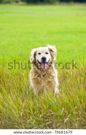 A beautiful, old, female golden retriever taking a break, sat in a field whilst out for a walk in the countryside