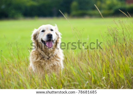 A beautiful, old, female golden retriever taking a break, sat in a field whilst out for a walk in the countryside