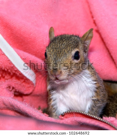 Orphaned squirrel baby raised by humans and released back into the wild.