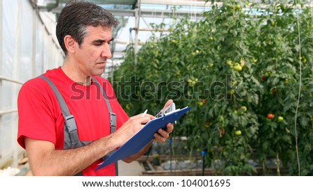 Portrait of a man at work in commercial greenhouse. Greenhouse produce.\
Food production. Tomato growing in greenhouse.