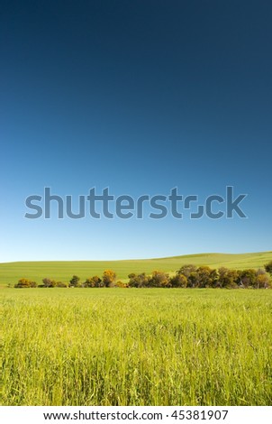 Green wheat field with tree line and blue sky