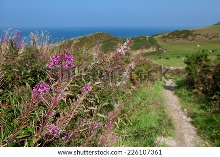 A view from the South West Coast Path on a sunny afternoon near Tintagel in Cornwall, England.  Focus on the flower.