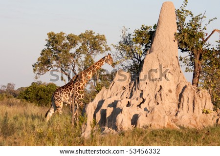 A giraffe walks behind a termite mound in the bushland of the Okavango Delta in Botswana.