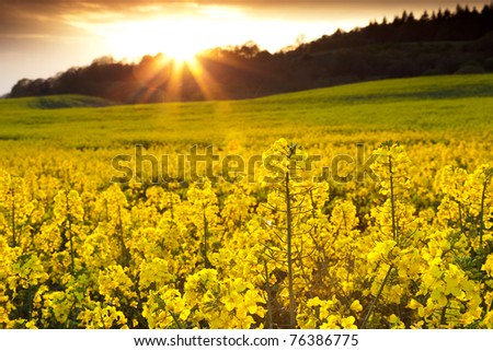 A field of rapeseed flowers with the setting sun creating a sunburst effect in the background.