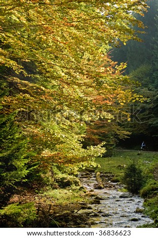 Pot-Pourri - yellow leaves in contre-jour near a river with a person walking in background