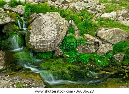 Pouring Life - little river flowing quietly between rocks and flowers in high altitude