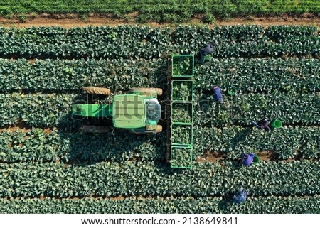 Similar – Image, Stock Photo Aerial View Of Vegetable Garden. Potato Plantation At Summer Day. Village Garden Beds