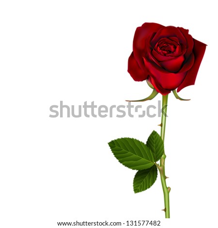 Blooming Red Flower Rose. Love, romance and Valentine greeting holiday card. Isolated on white, vector
