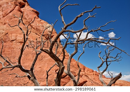 Dry tree with red rock on the background, Canyon lands National Park in Utah, USA