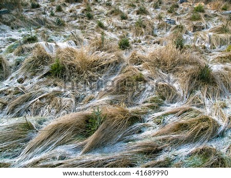 Winter grass 2