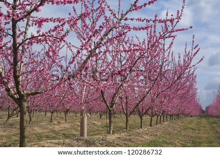 Peach tree lines in bloom. Perspective