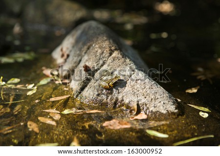 Lonely frog on a rock in water, ready to jump. Extremadura, Spain