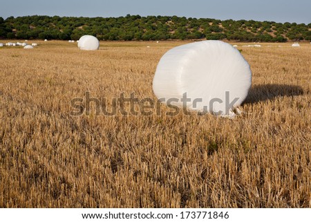 Similar – Image, Stock Photo Packed bales of straw on a meadow