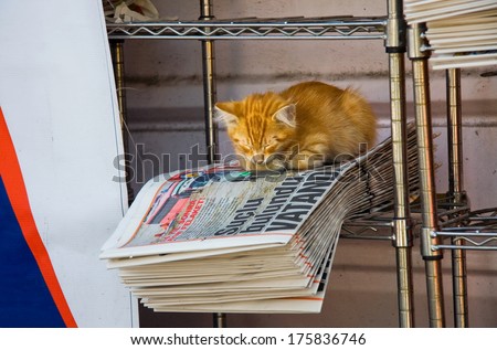 ISTANBUL, TURKEY - SEPT 9: Cute cat sitting on the newspapers at a news-stand on Sept 9, 2009 in Istanbul, Turkey