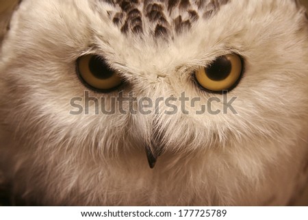 Closeup snow owl with big eyes.  A symbol of wisdom. Nictea scandiaca.Diorama