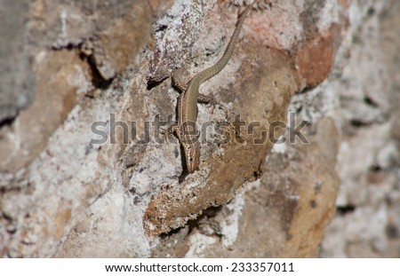 Lizard resting beside the river Darro, at Granada downtown, Spain. Close-up of reptile