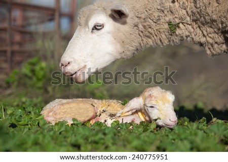 Similar – Image, Stock Photo just watching sheep