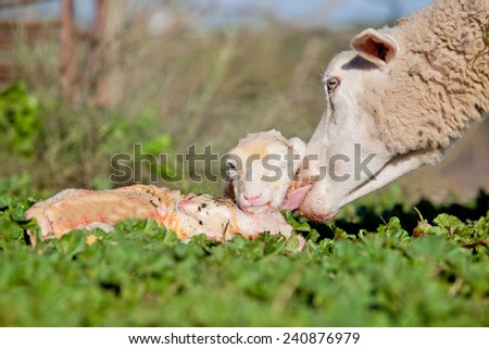 Similar – Image, Stock Photo just watching sheep