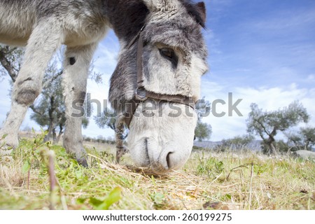 Funny small spanish grey donkey grazing on the grass
