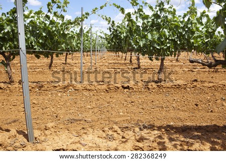 Vineyard metal poles and wire at Tierra de Barros Region with its unique red soil, Extremadura, Spain