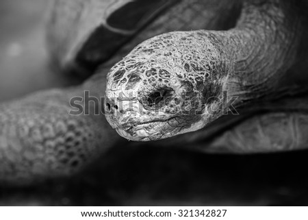 Galapagos tortoise or Galapagos giant tortoise, Chelonoidis nigra. black and white shot