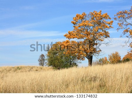 Autumn landscape with field, tree and blue sky