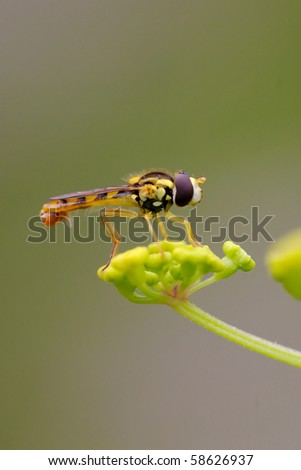 Macro of a Hover-fly \