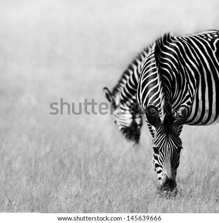 Black and white image of two zebras feeding in a open plain