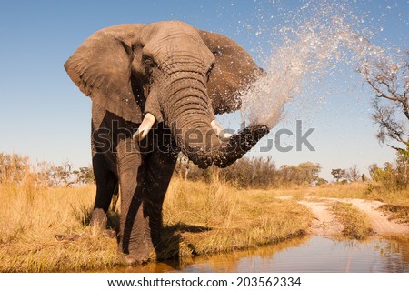 Elephant spraying water with his trunk