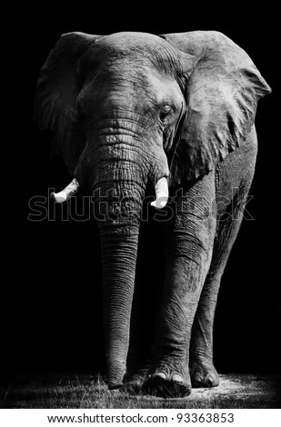 Similar – Image, Stock Photo The old elephant is alone in the Etosha pan. I wonder what he’s been through…