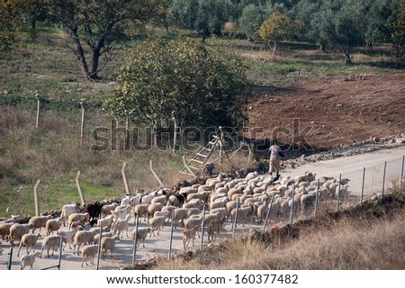 Shepherd and Sheeps