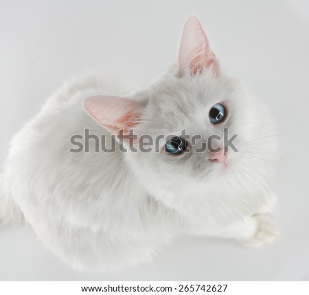 A white cat with blue eyes sitting on a white background looking up to the camera