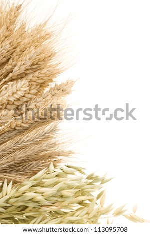 ripe cereals ears isolated on white background