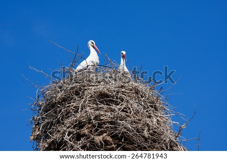 Armenian Crane Birds in their Nest