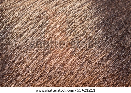 A closeup of wild pig skin and fur. Good  background or texture