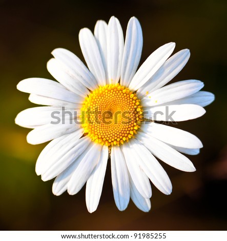 Closeup of a beautiful yellow and white Marguerite, Daisy flower