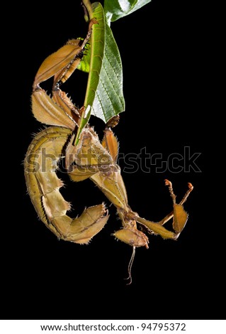A close-up shot of a Spiny leaf insect (Extatosoma tiaratum) hanging from a leaf. Isolated on black.
