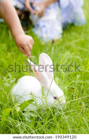 closeup on little kid hand touching white rabbit ears sitting in green summer grass outdoors background picture