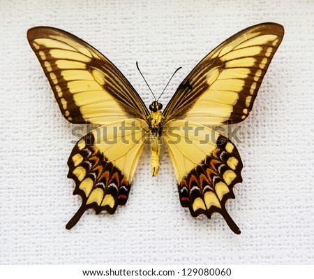 Exotic butterfly isolated on white background