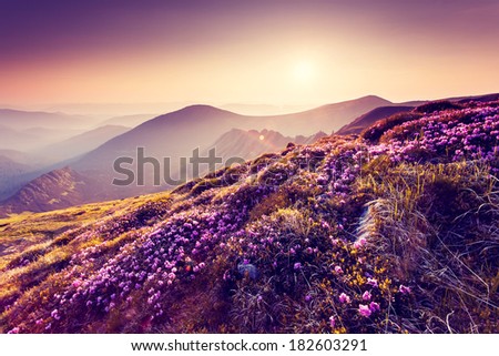 Similar – Image, Stock Photo Wonderful night heaven with stars and flowers